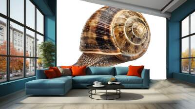 [Transparent Background PNG]Garden Snail on White Background Wall mural